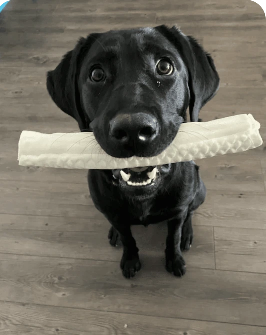 Photo of Kali, Sara Benson's dog.