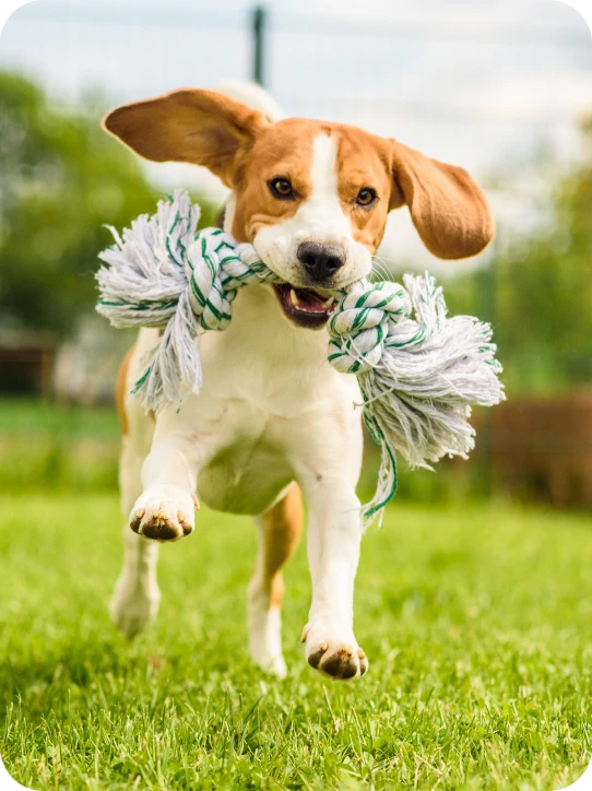 Photo of a brown and white dog running towards a camera with a toy in its mouth.