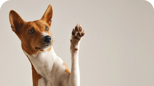 Photo of an orange and white dog with its paw up in the air.