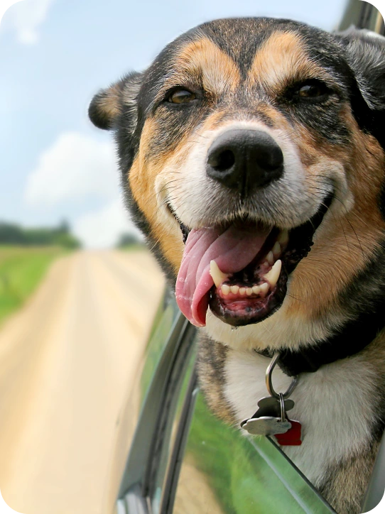 Photo of a dog sticking its head out of the window of a car.