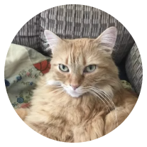 An orange cat laying on a couch.