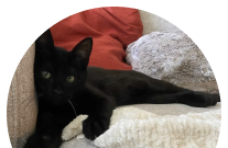 A black cat laying on a couch.