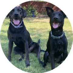 Photo of Bren McMurray's two dogs, Attie and Archie.
