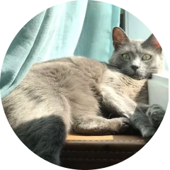 Photo of Goose, Karlee Proctor's cat.
