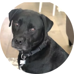 Photo of Harvey, Jonathan and Sarah Windham's dog.