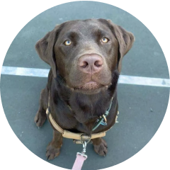 Photo of Honey, Nicole Wilcox's dog.