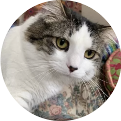 Photo of at cat named Jack.