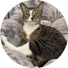 Photo of a cat named Leo.