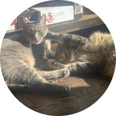 Photos of Lilo and Arlo, Madison Tetrault's cats.