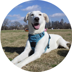 Photo of Luna, Rick Mehok's dog.
