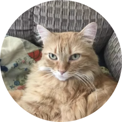 Photo of Shelby, Jenny Olson's cat.