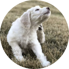 Photo of Oliver, Jonathan and Sarah Windham's dog.