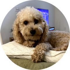 Photo of Finley, Erika Squires' dog.