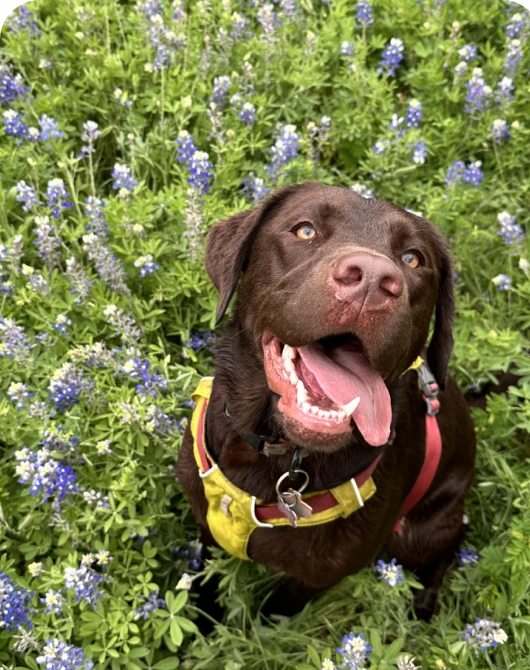 A brown Labrador in a yellow vest in a field of bluebonnets.