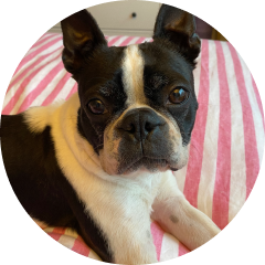 Photo of Petunia, Andrea Blossom's dog.
